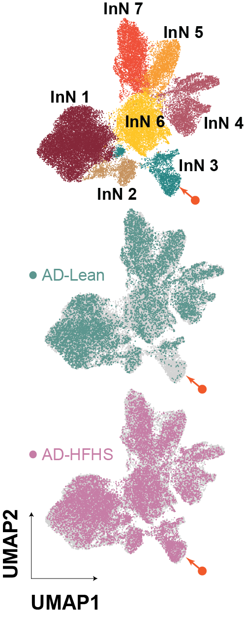 UMAP of cortical nuclei