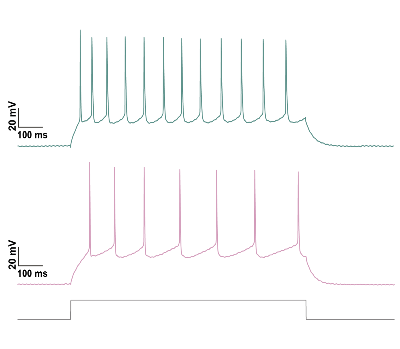 Spiking cells recording